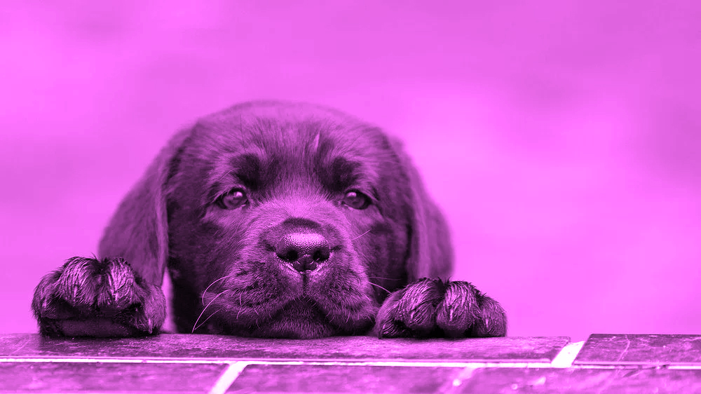 a black puppy on a purple background