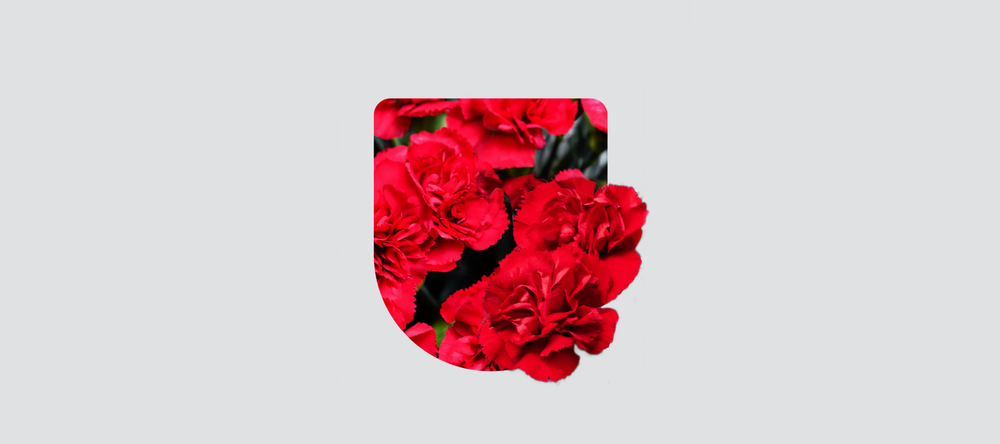 Red carnations in the shape of a heraldic shield
