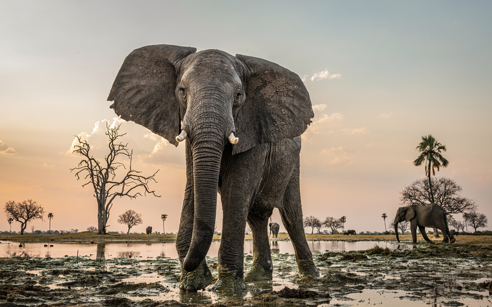Słonie w Hwange, Zimbabwe