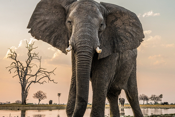 Słonie w Zimbabwe