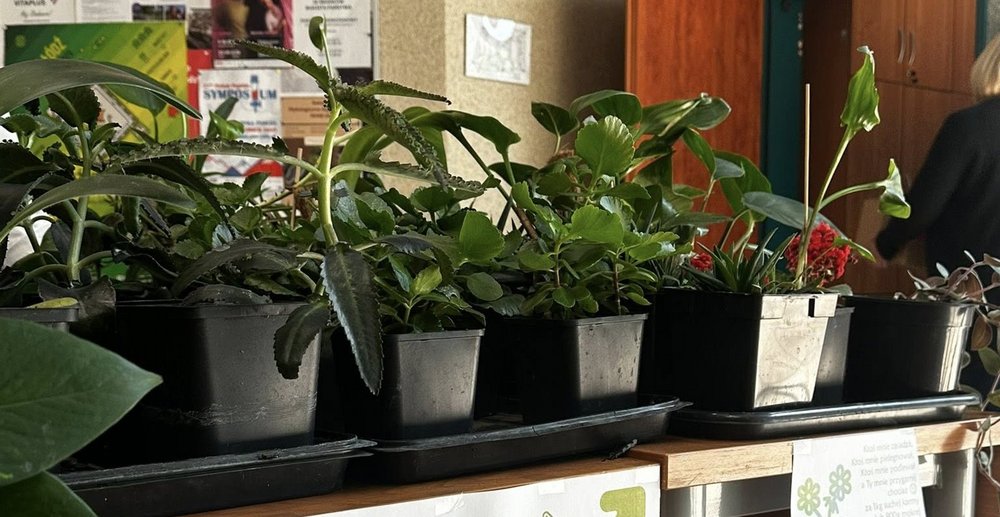 Rośliny na kiermasz, zdjęcie