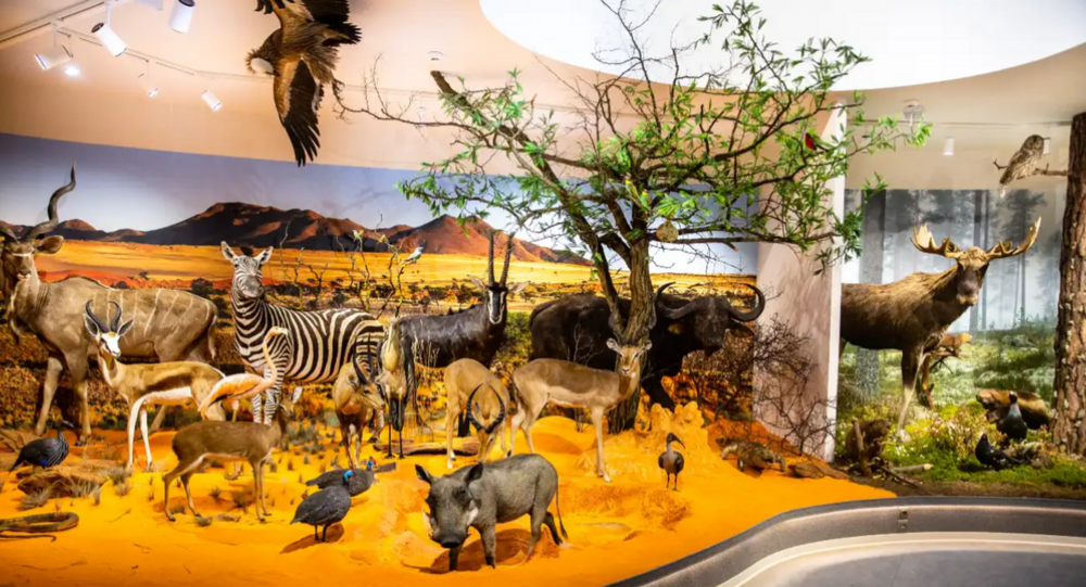 One of the exhibitions at the University of Lodz Natural History Museum