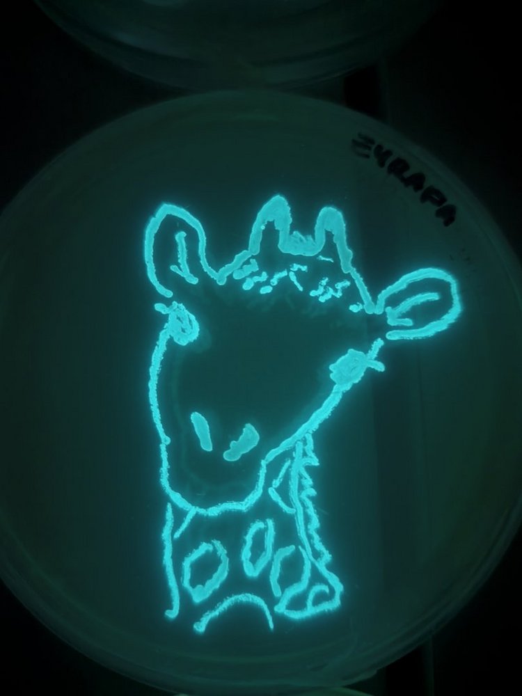 a laboratory sample with a drawing of a giraffe