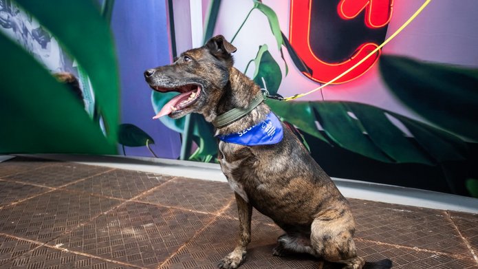 Trójnogi brązowy pies w niebieskiej chuście zawiązanej na szyi