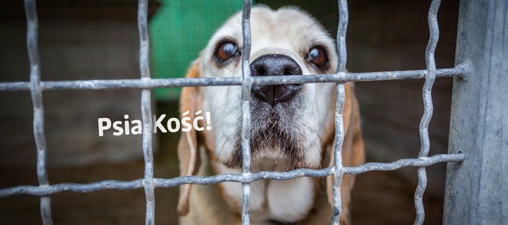 The light-haired dog behind the bars of a cage and the Psia Kość sign!