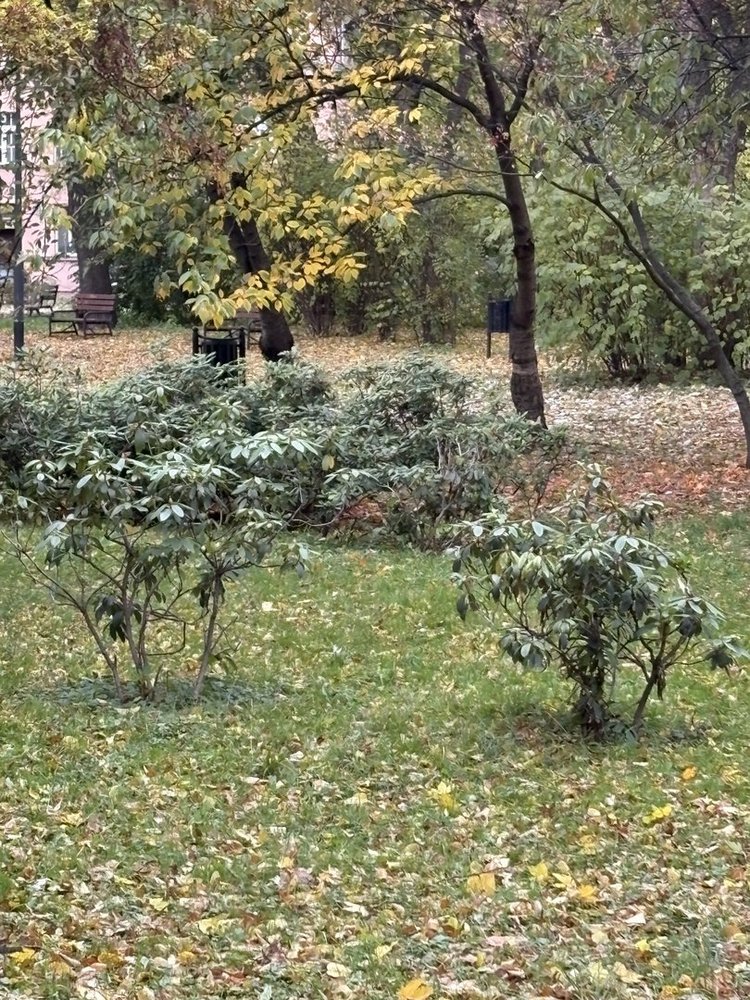 [Translate to English:] zdjęcie badanego terenu zielonego